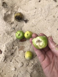 Manchineel