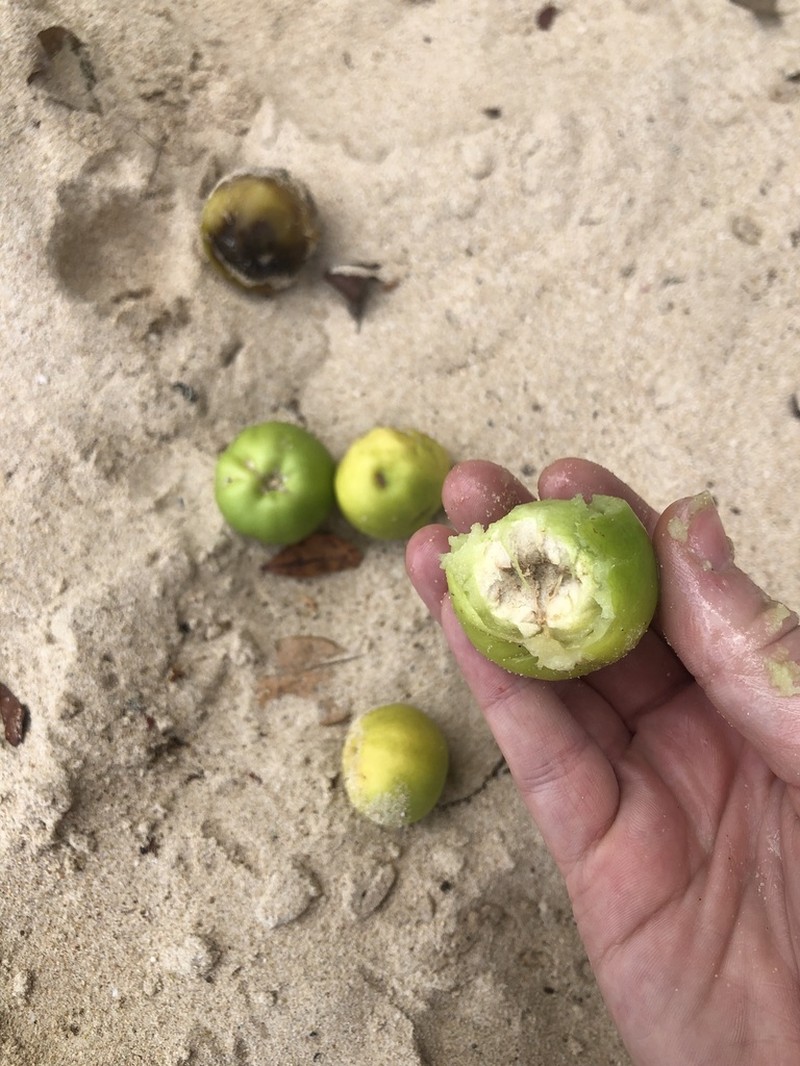 Manchineel