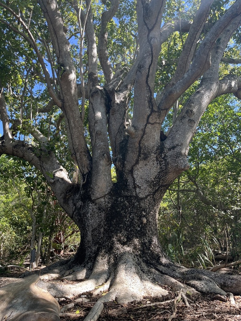 Manchineel photo 2