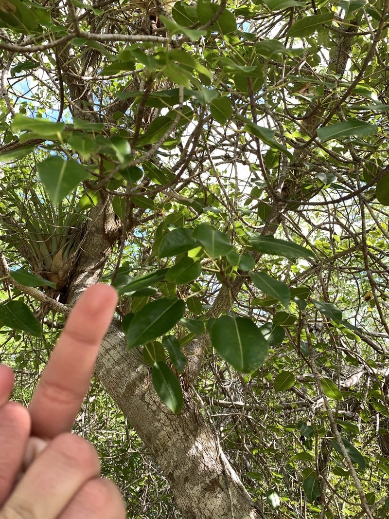Manchineel photo 3