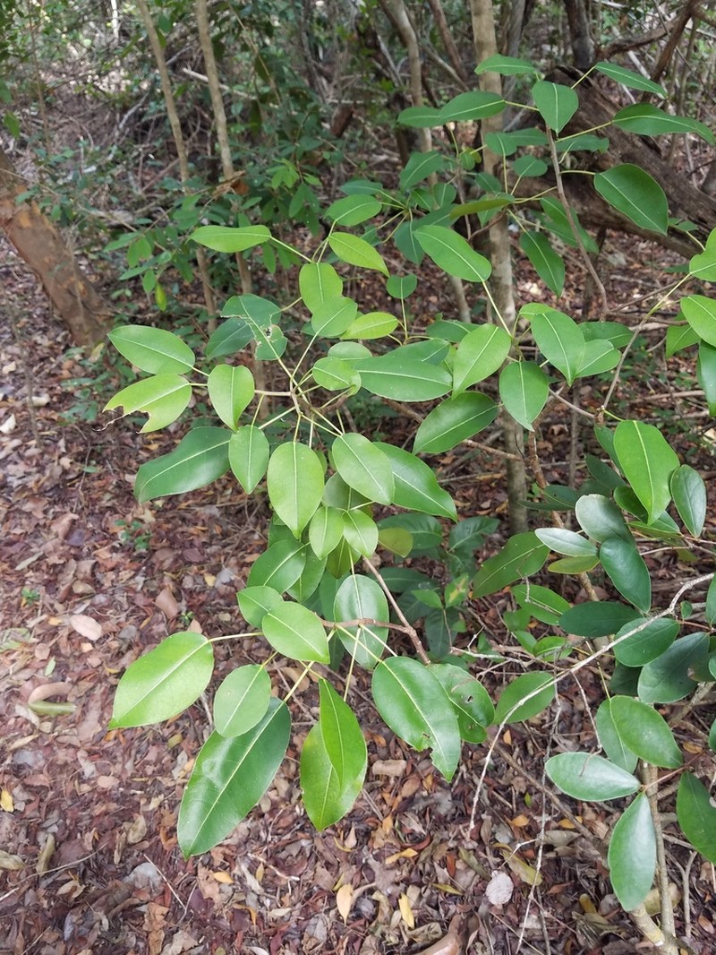 Manchineel photo 4