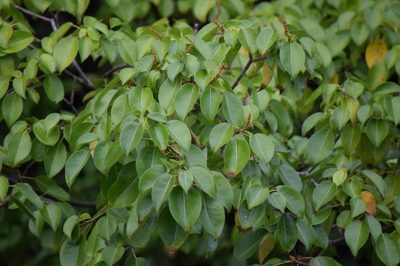 Manchineel photo 5