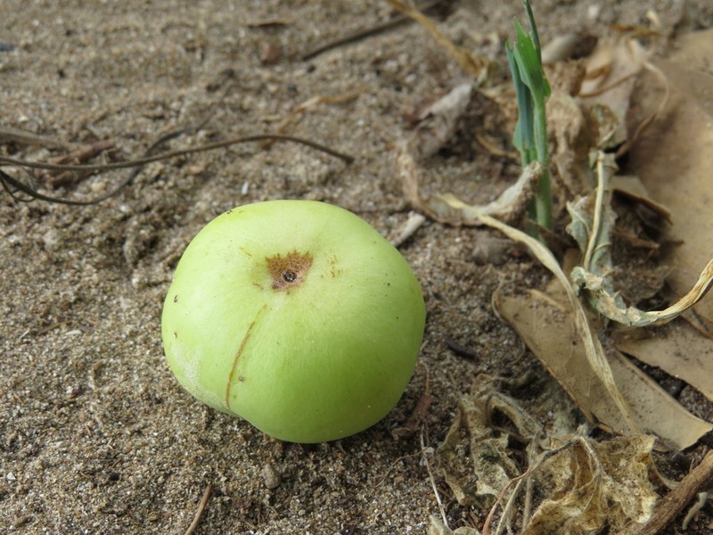 Manchineel photo 7