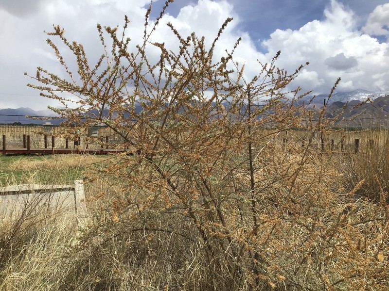 Hippophae gyantsensis