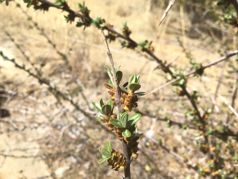 Hippophae gyantsensis photo 2