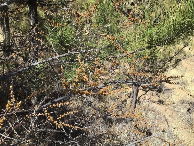 Hippophae gyantsensis photo 3