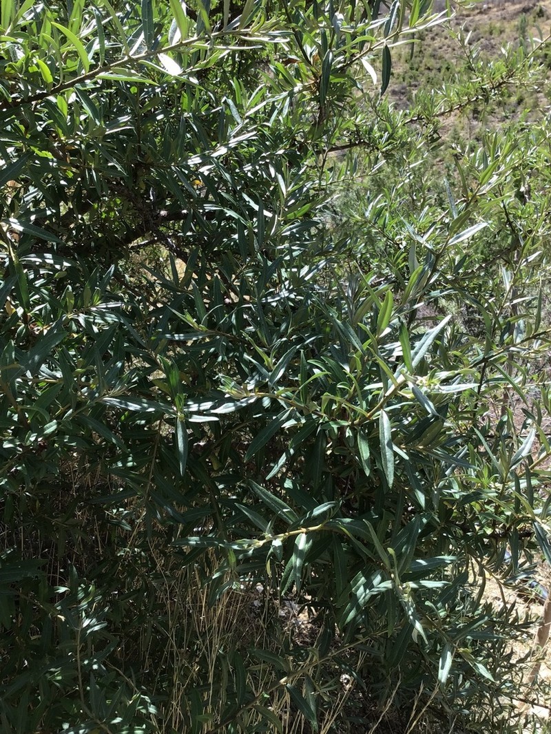 Hippophae gyantsensis photo 4