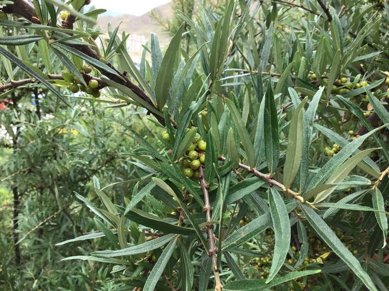 Hippophae gyantsensis photo 5