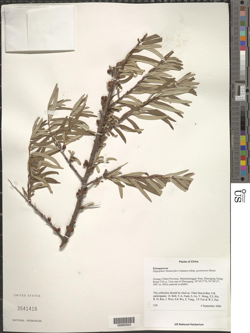 Hippophae gyantsensis photo 8