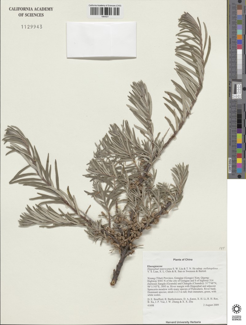 Hippophae neurocarpa