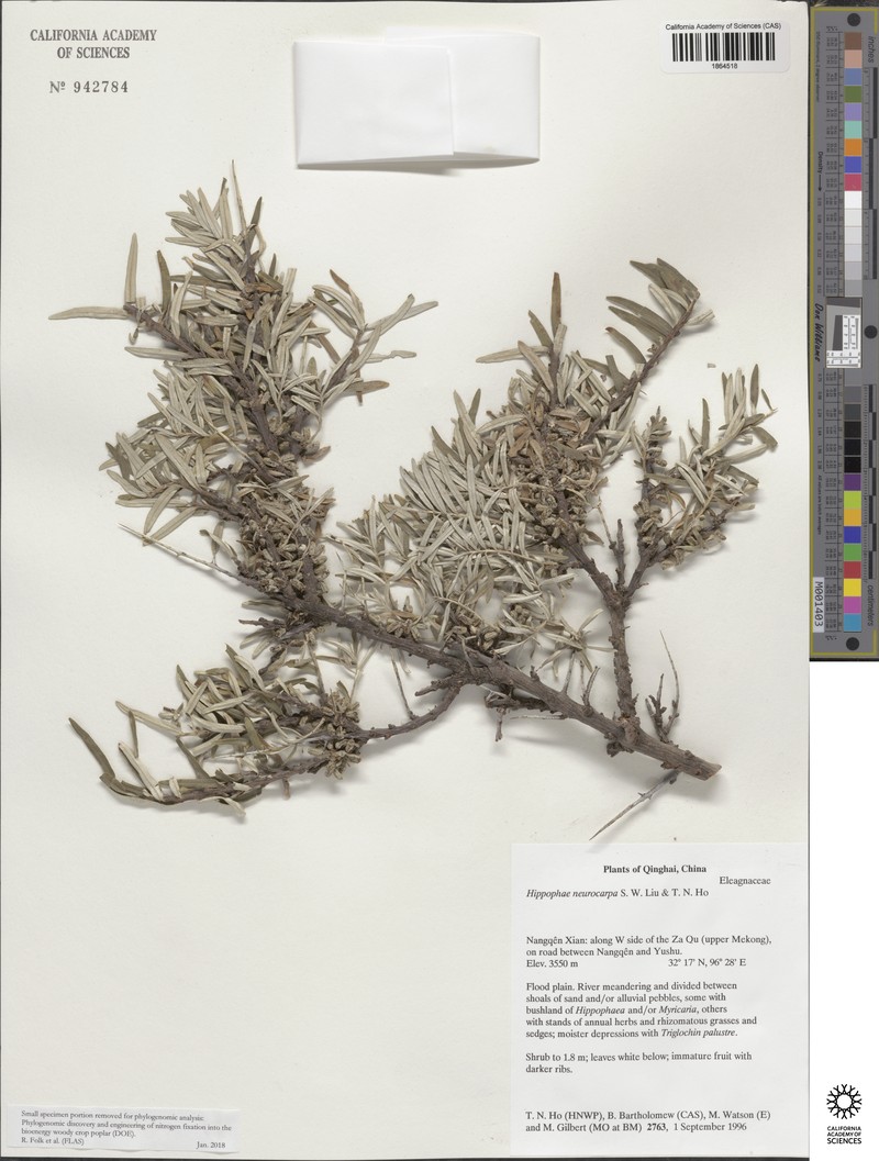 Hippophae neurocarpa photo 2
