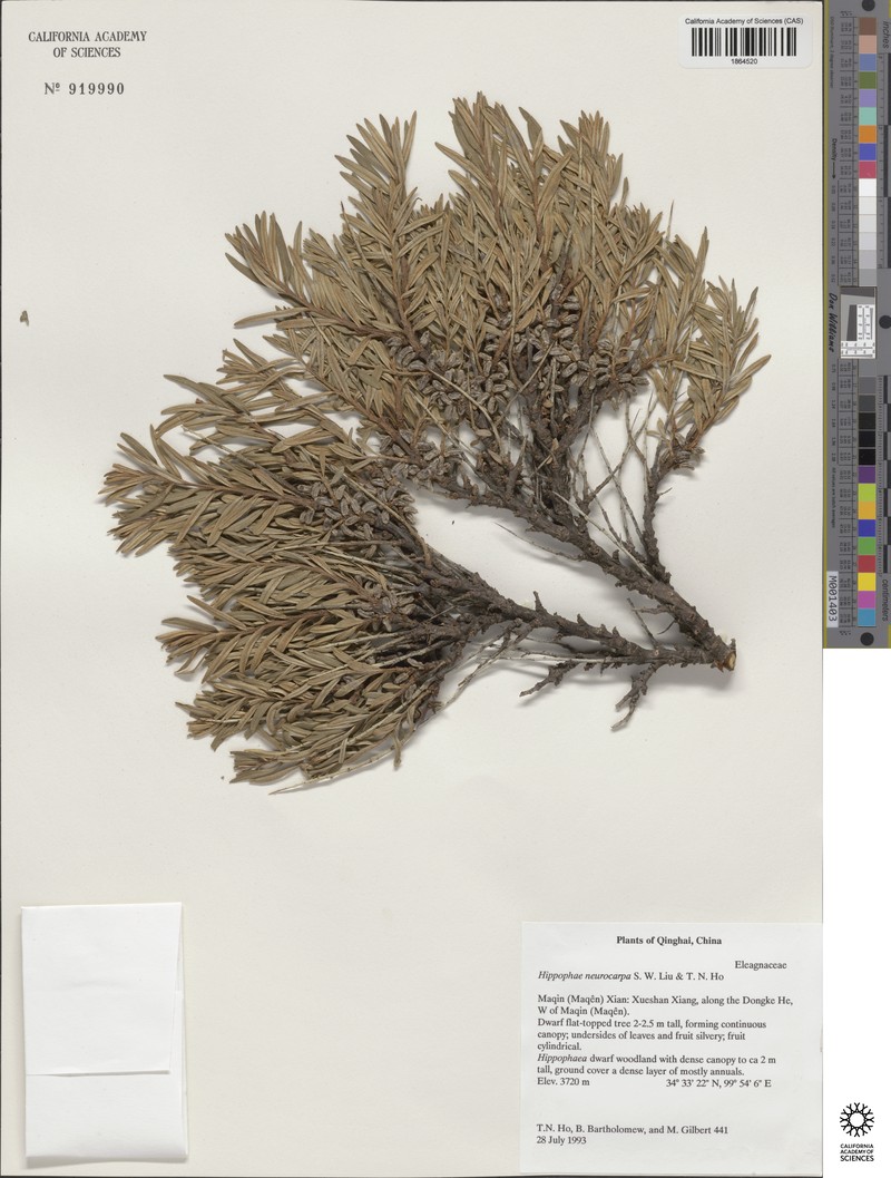 Hippophae neurocarpa photo 3
