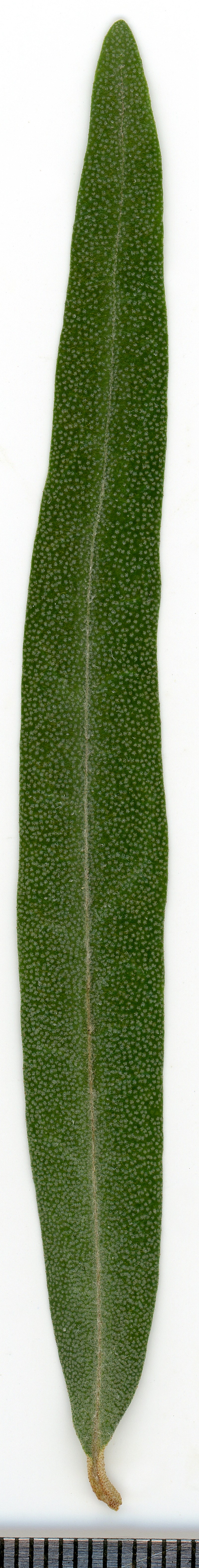 Seaberry photo 2