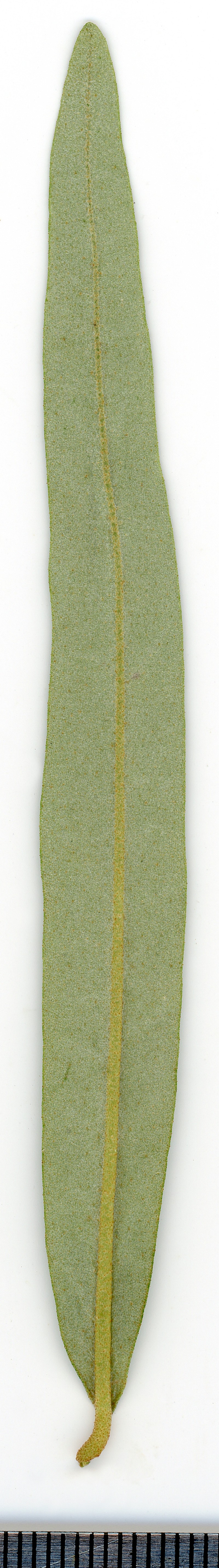 Seaberry photo 3