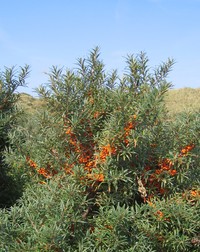 Seaberry