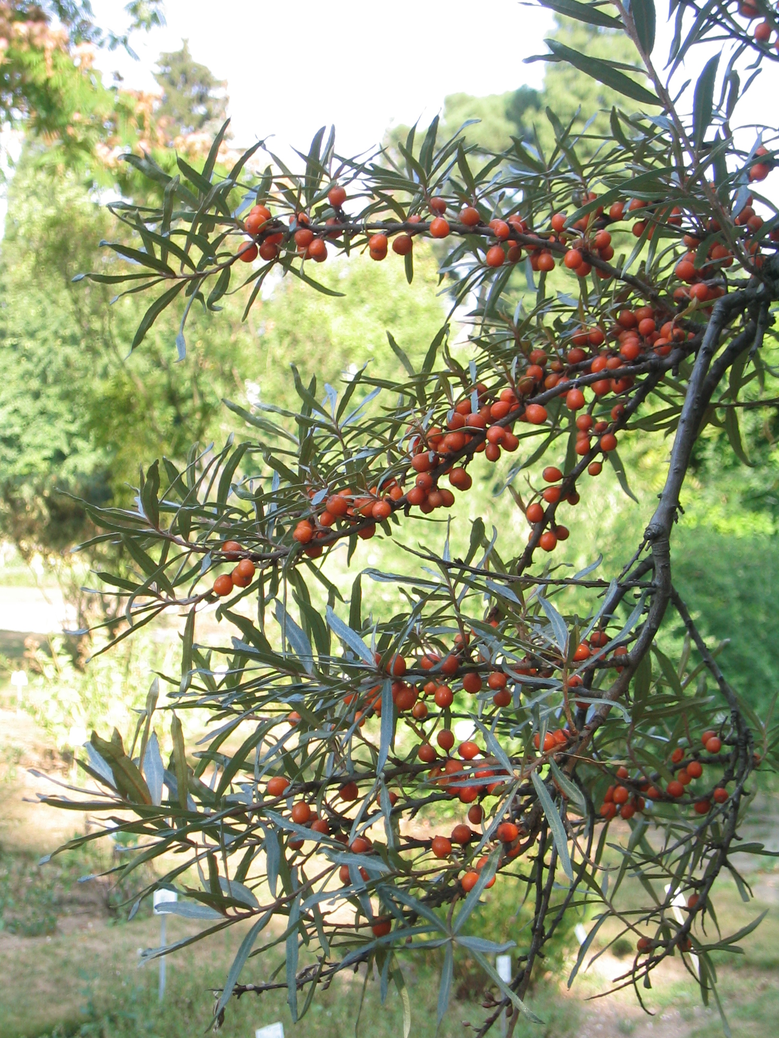 Seaberry photo 5