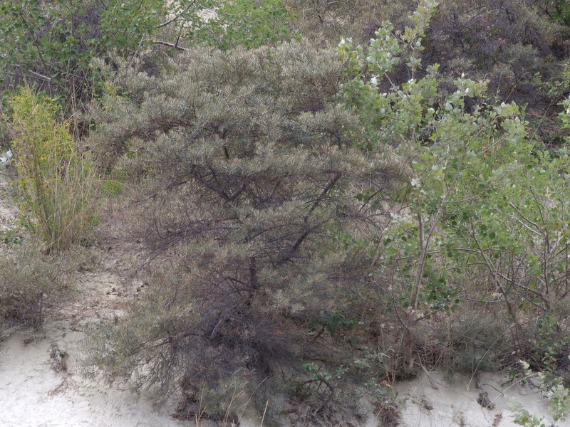 Hippophae rhamnoides subsp. carpatica photo 2