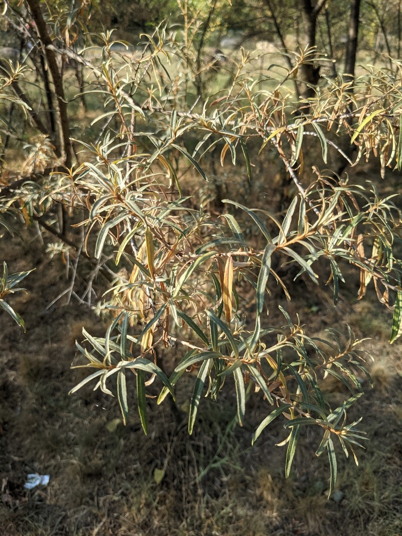 Hippophae rhamnoides subsp. carpatica photo 3