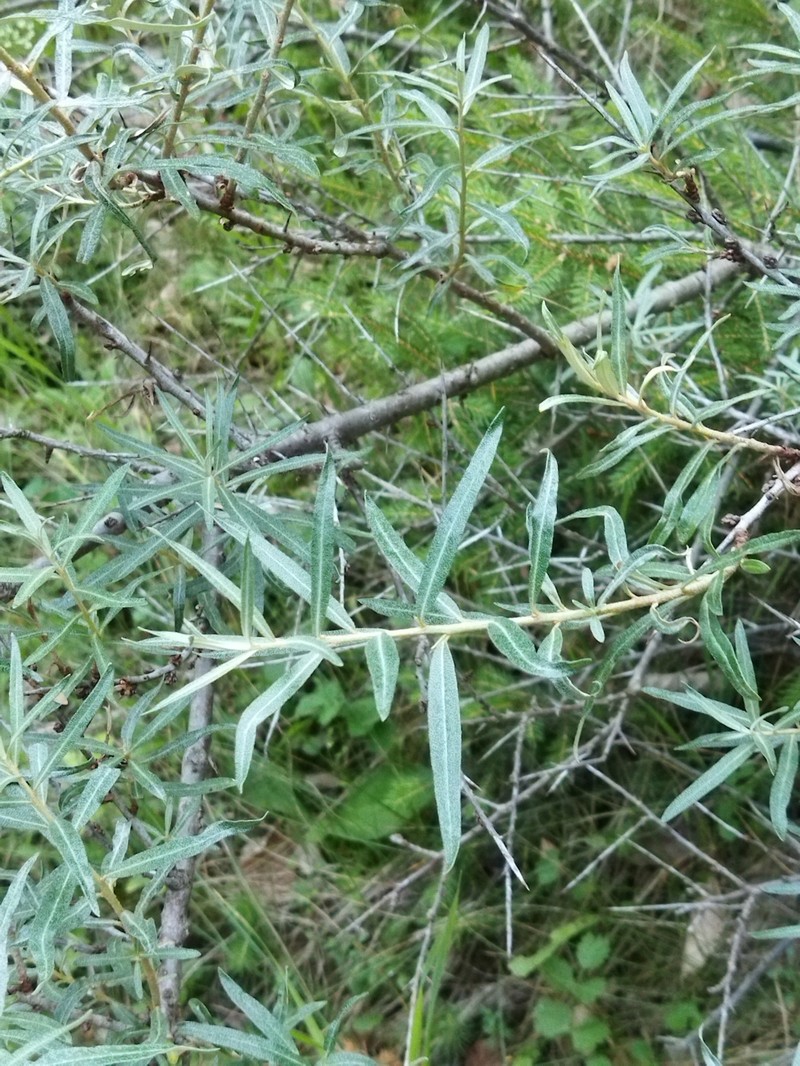 Hippophae rhamnoides subsp. carpatica photo 4