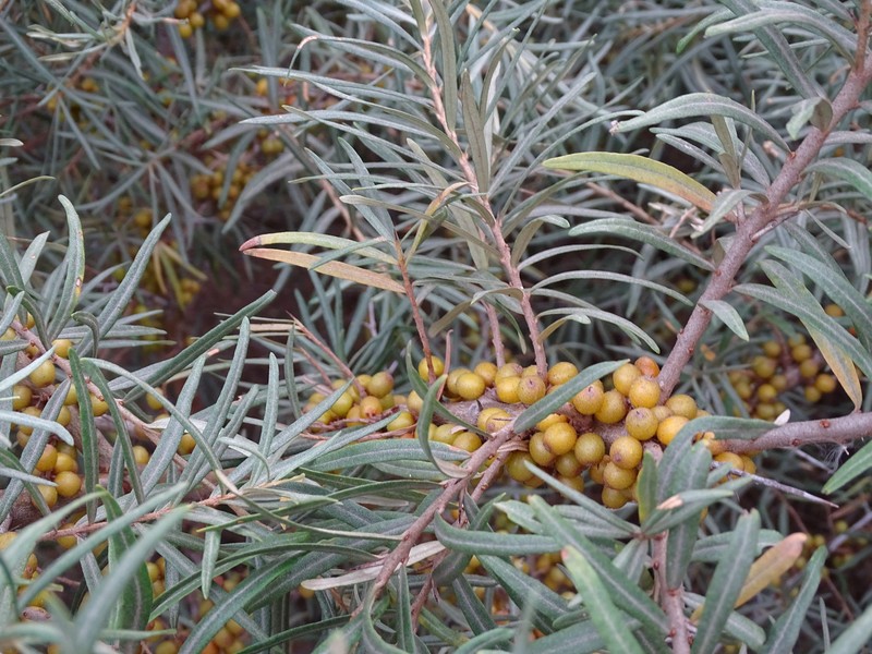 Hippophae rhamnoides subsp. carpatica photo 5