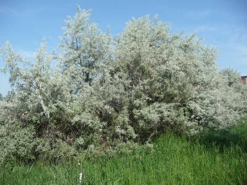 Hippophae rhamnoides subsp. carpatica