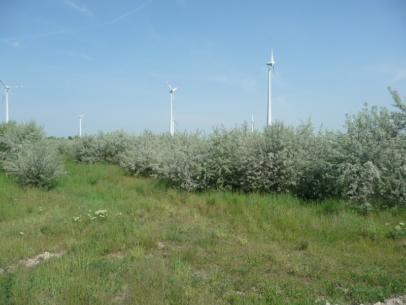 Hippophae rhamnoides subsp. carpatica photo 6