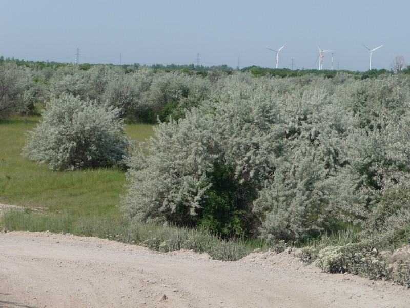 Hippophae rhamnoides subsp. carpatica photo 7