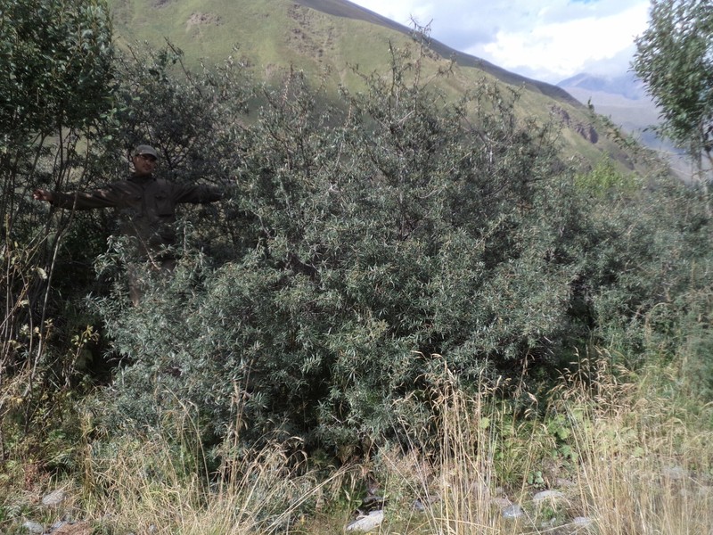 Hippophae rhamnoides subsp. caucasica photo 2
