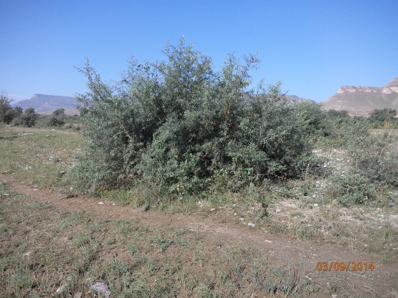 Hippophae rhamnoides subsp. caucasica photo 3