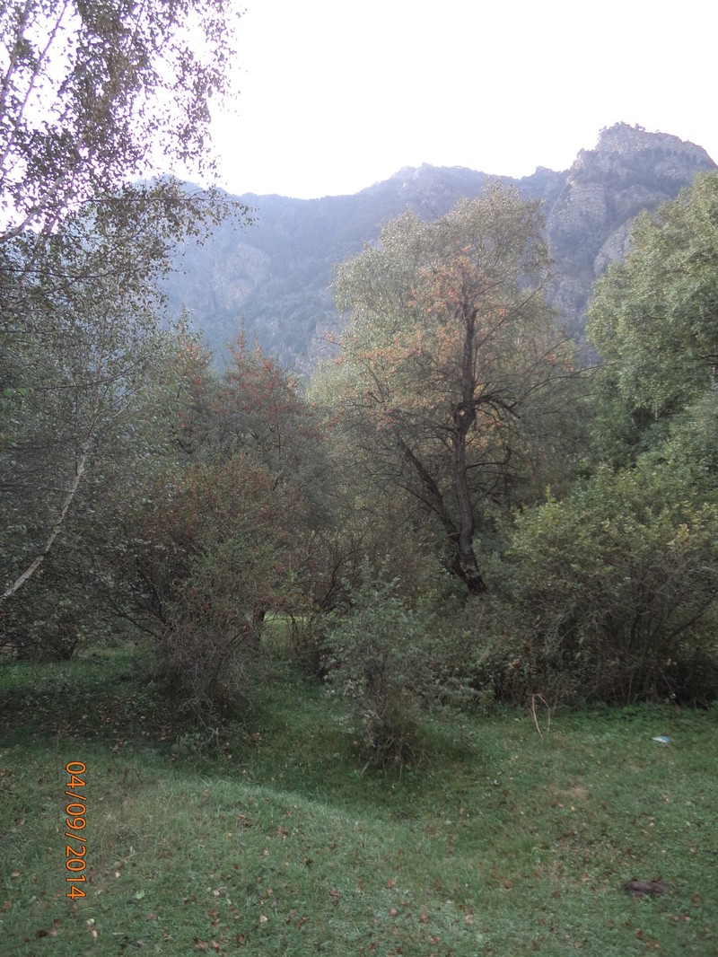 Hippophae rhamnoides subsp. caucasica photo 4