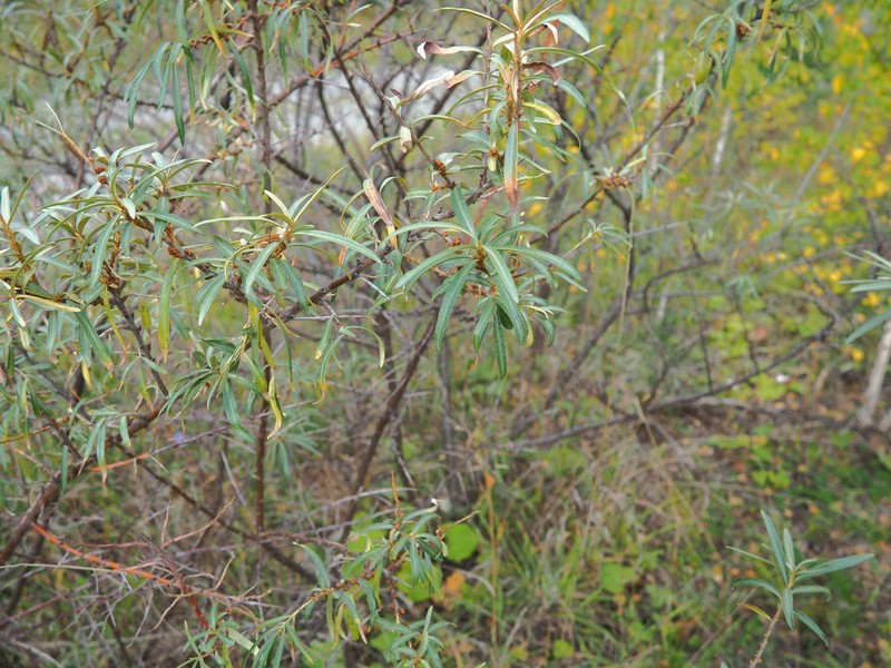 Hippophae rhamnoides subsp. mongolica