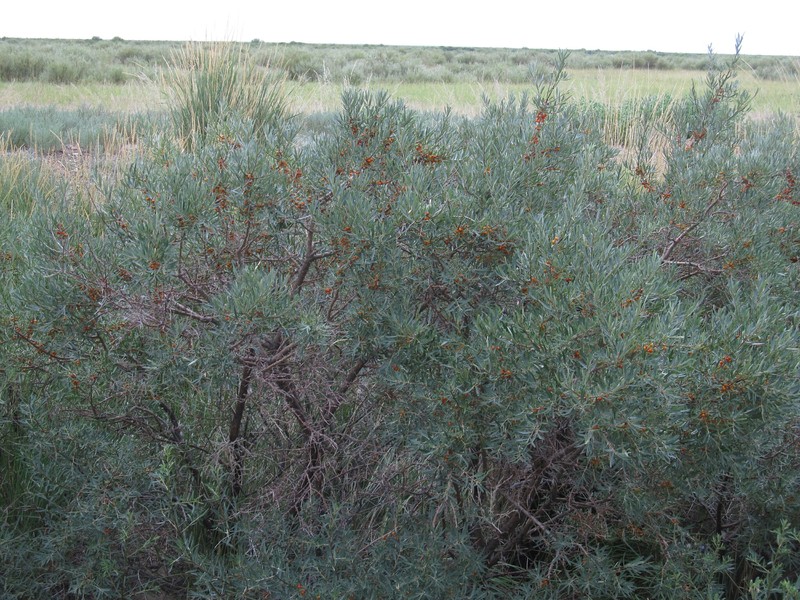 Hippophae rhamnoides subsp. mongolica photo 2