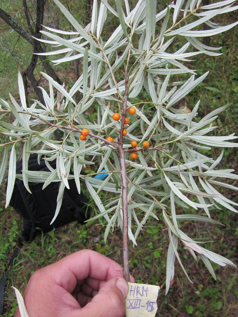 Hippophae rhamnoides subsp. mongolica photo 3