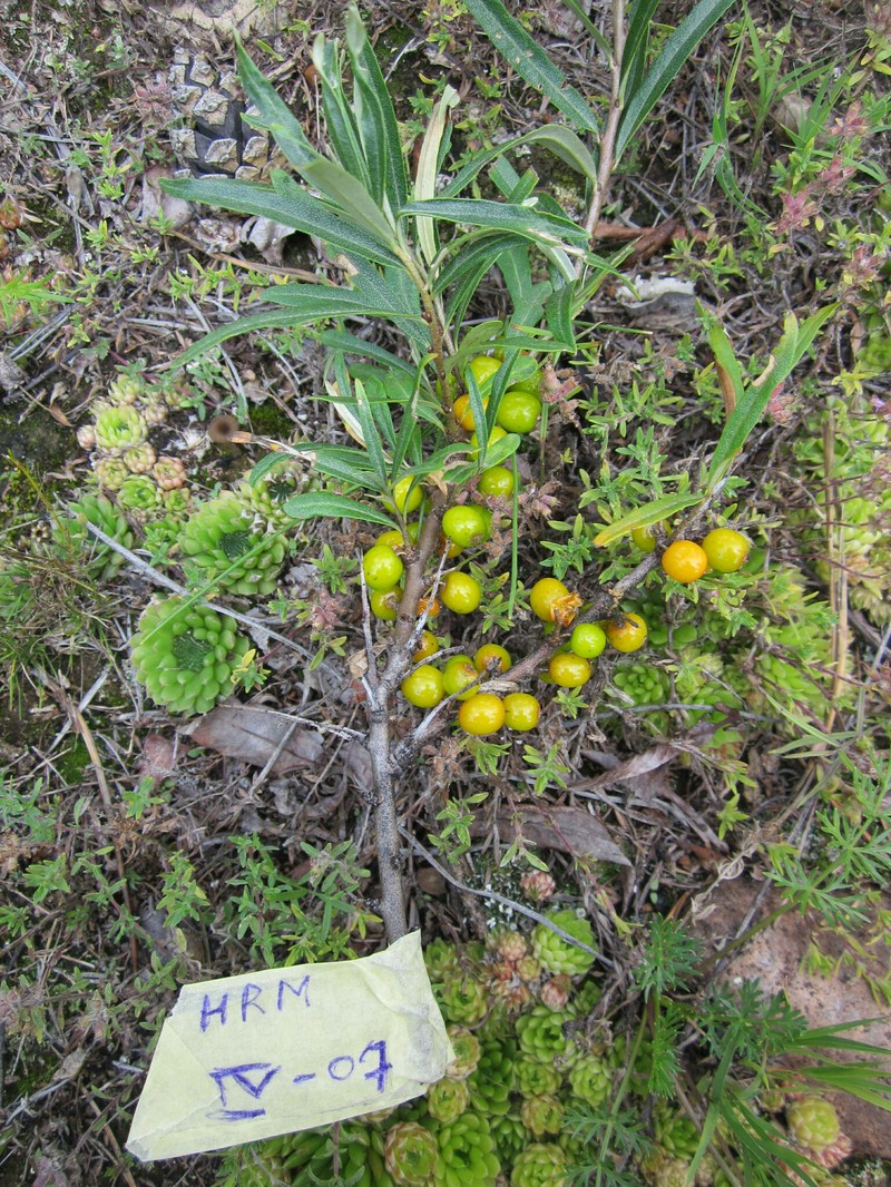 Hippophae rhamnoides subsp. mongolica photo 4