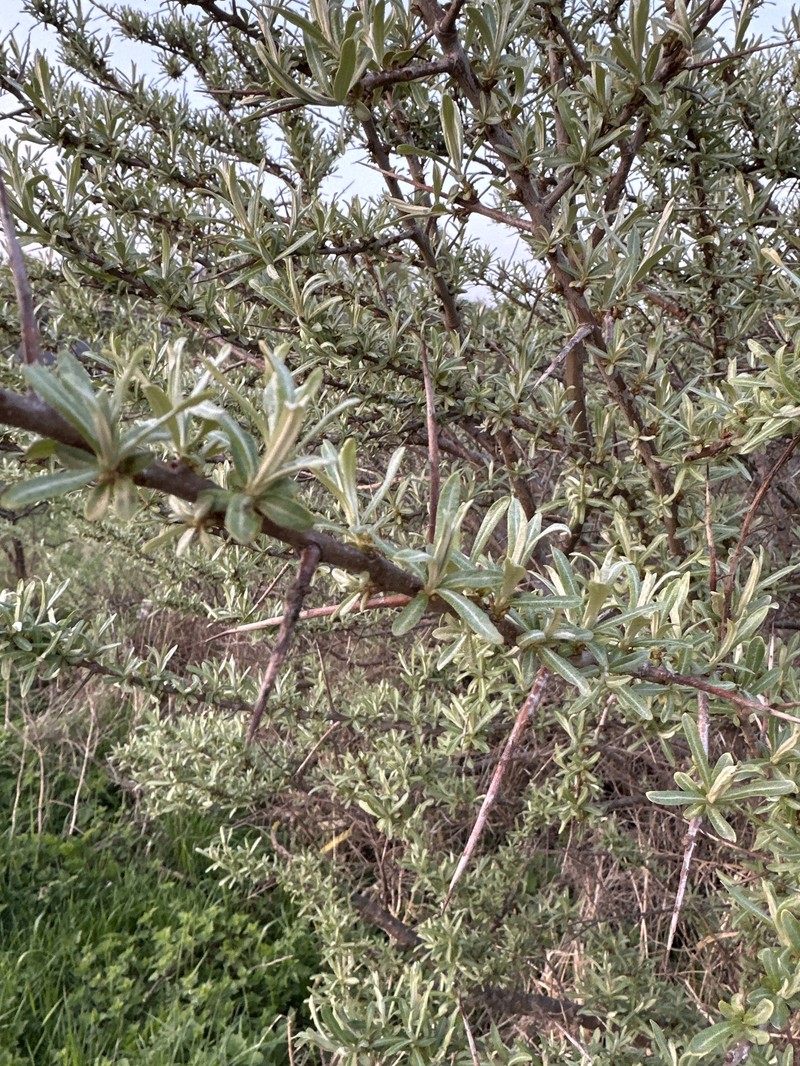 Hippophae rhamnoides subsp. rhamnoides photo 2