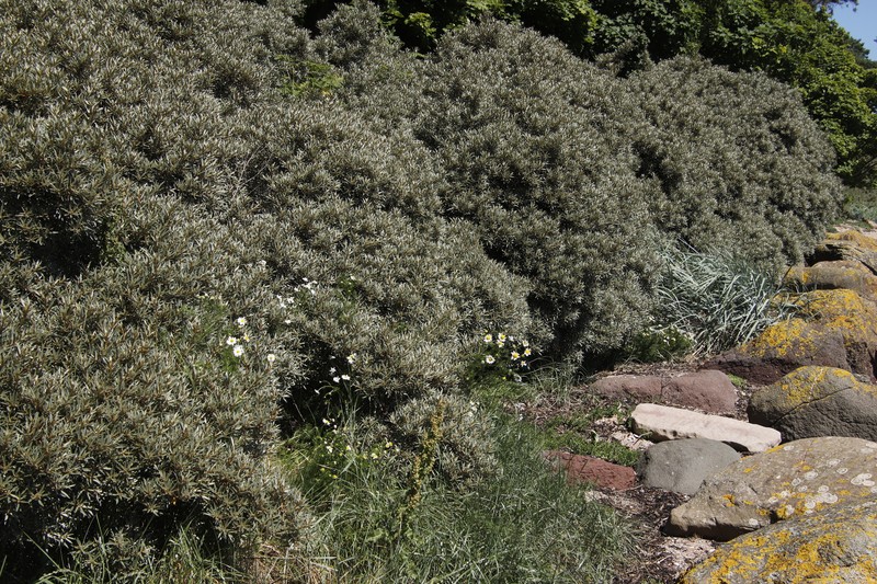 Hippophae rhamnoides subsp. rhamnoides photo 3