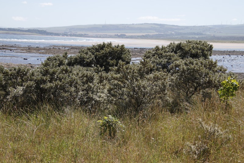 Hippophae rhamnoides subsp. rhamnoides photo 4
