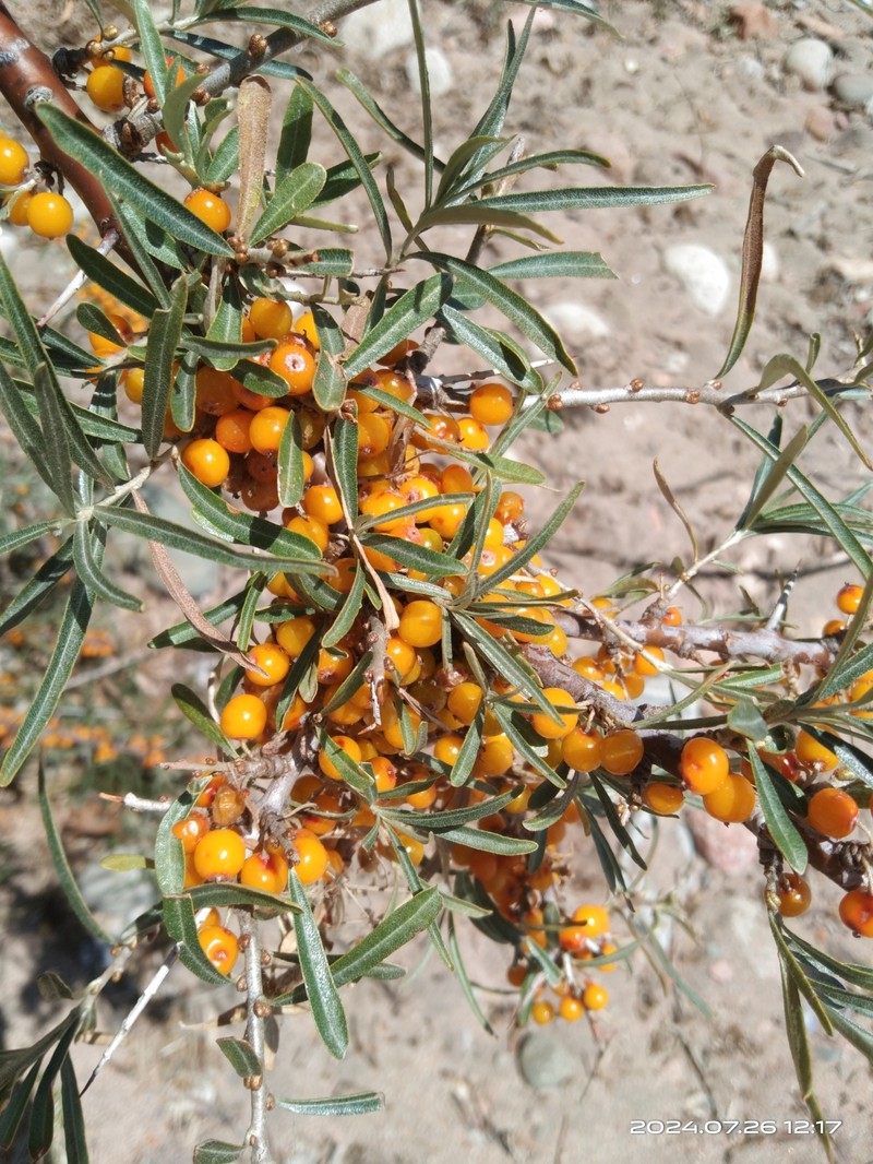 Hippophae rhamnoides subsp. turkestanica photo 2