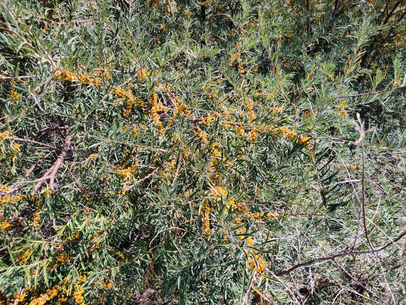 Hippophae rhamnoides subsp. turkestanica photo 3