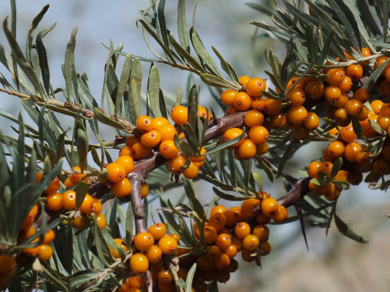 Hippophae rhamnoides subsp. turkestanica photo 4