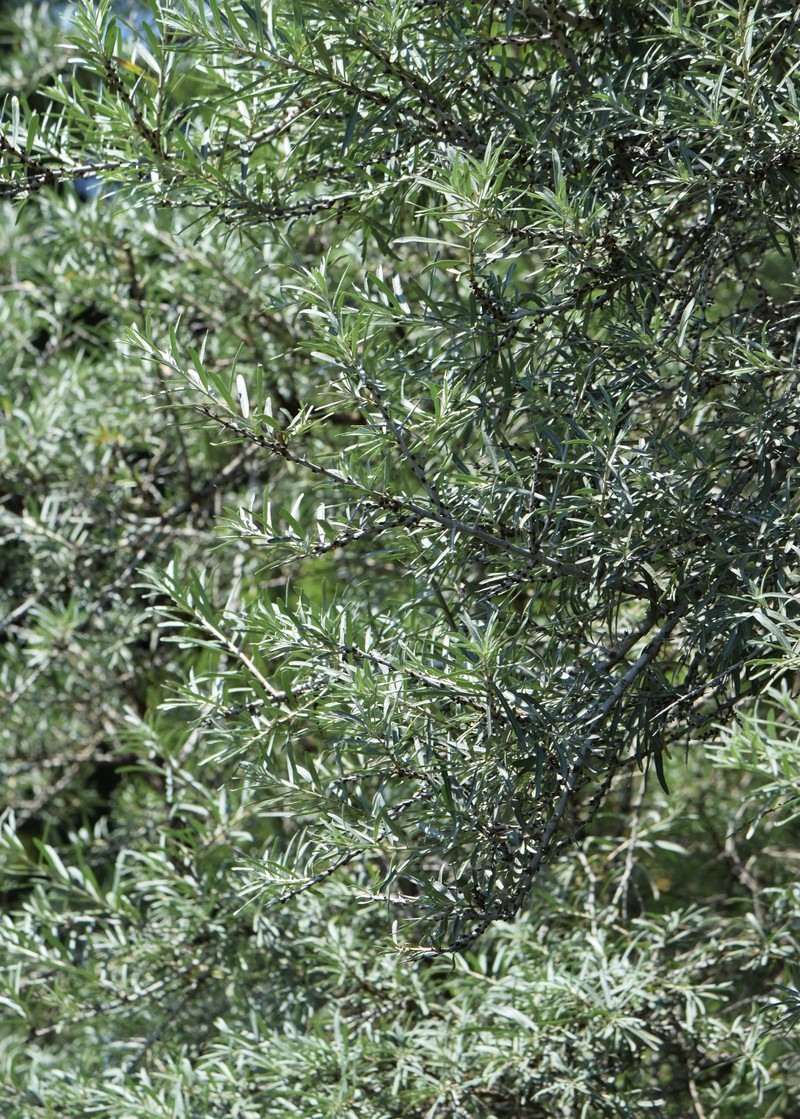 Hippophae rhamnoides subsp. turkestanica