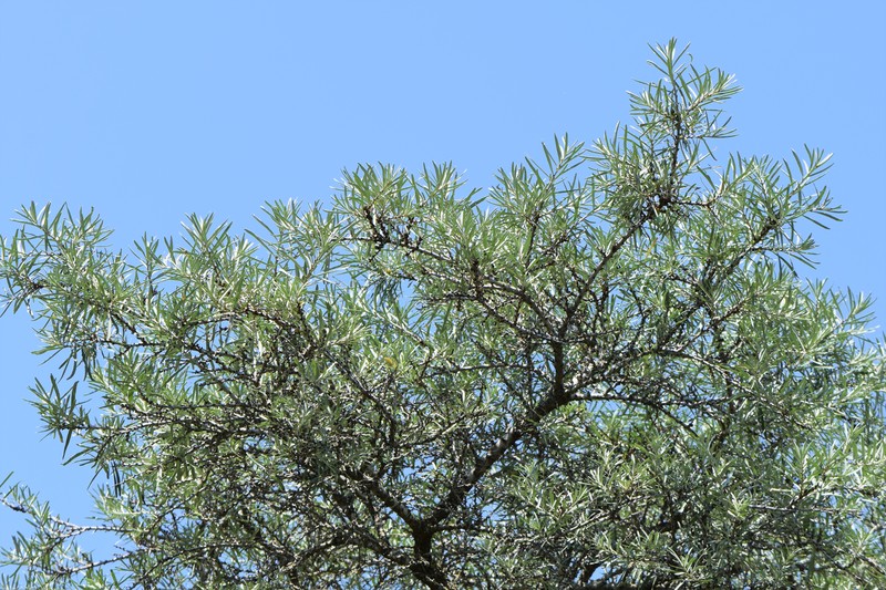 Hippophae rhamnoides subsp. turkestanica photo 5
