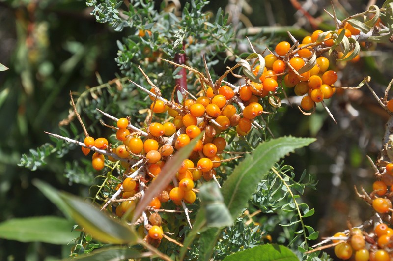 Hippophae rhamnoides subsp. turkestanica photo 6