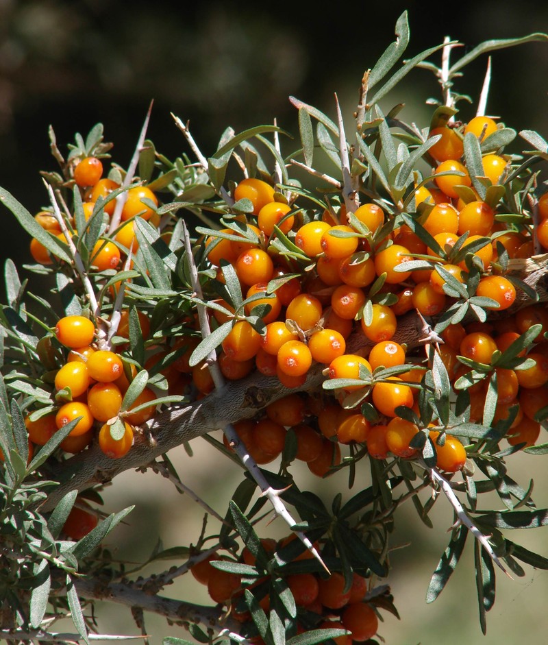 Hippophae rhamnoides subsp. turkestanica photo 7