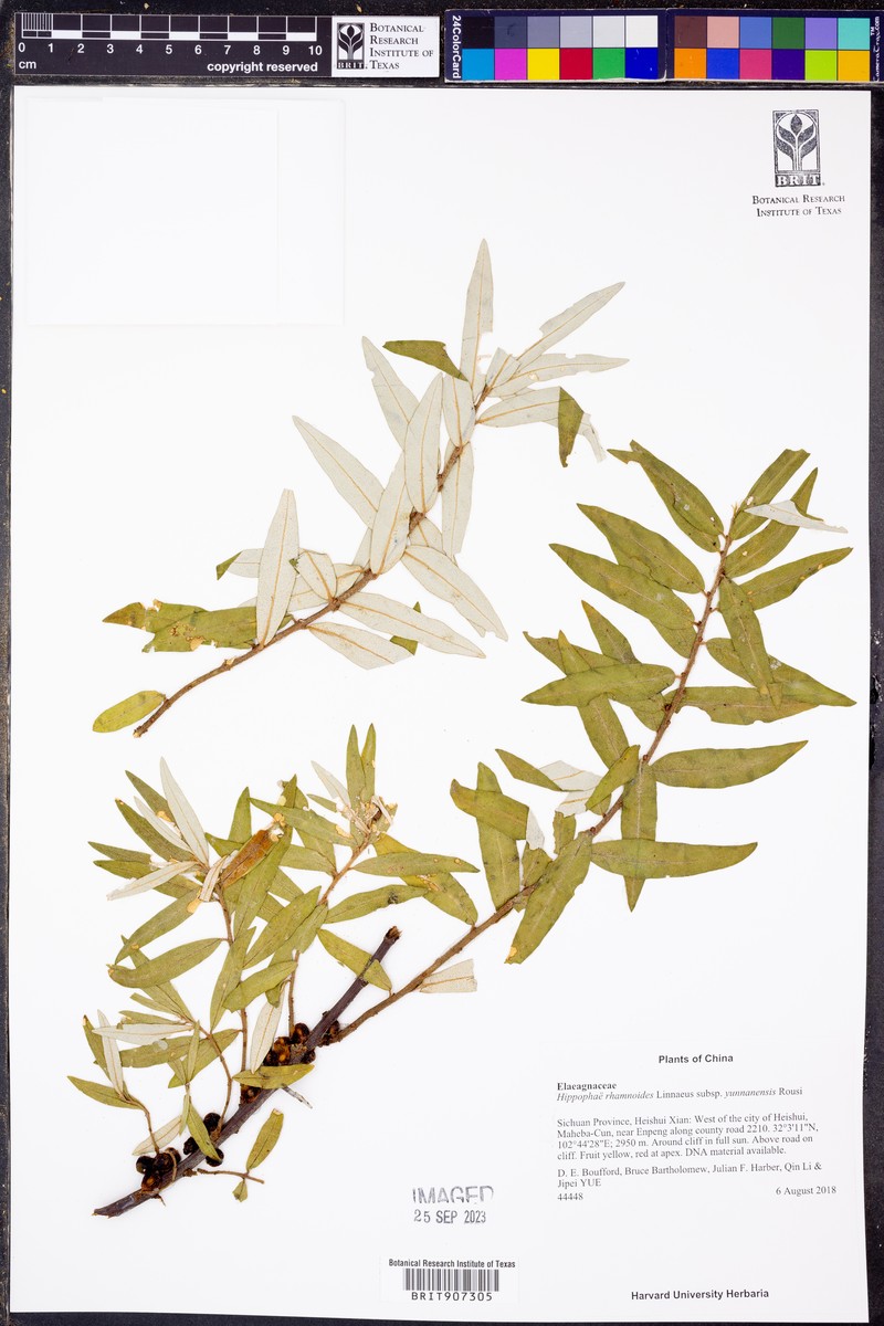 Hippophae rhamnoides subsp. yunnanensis