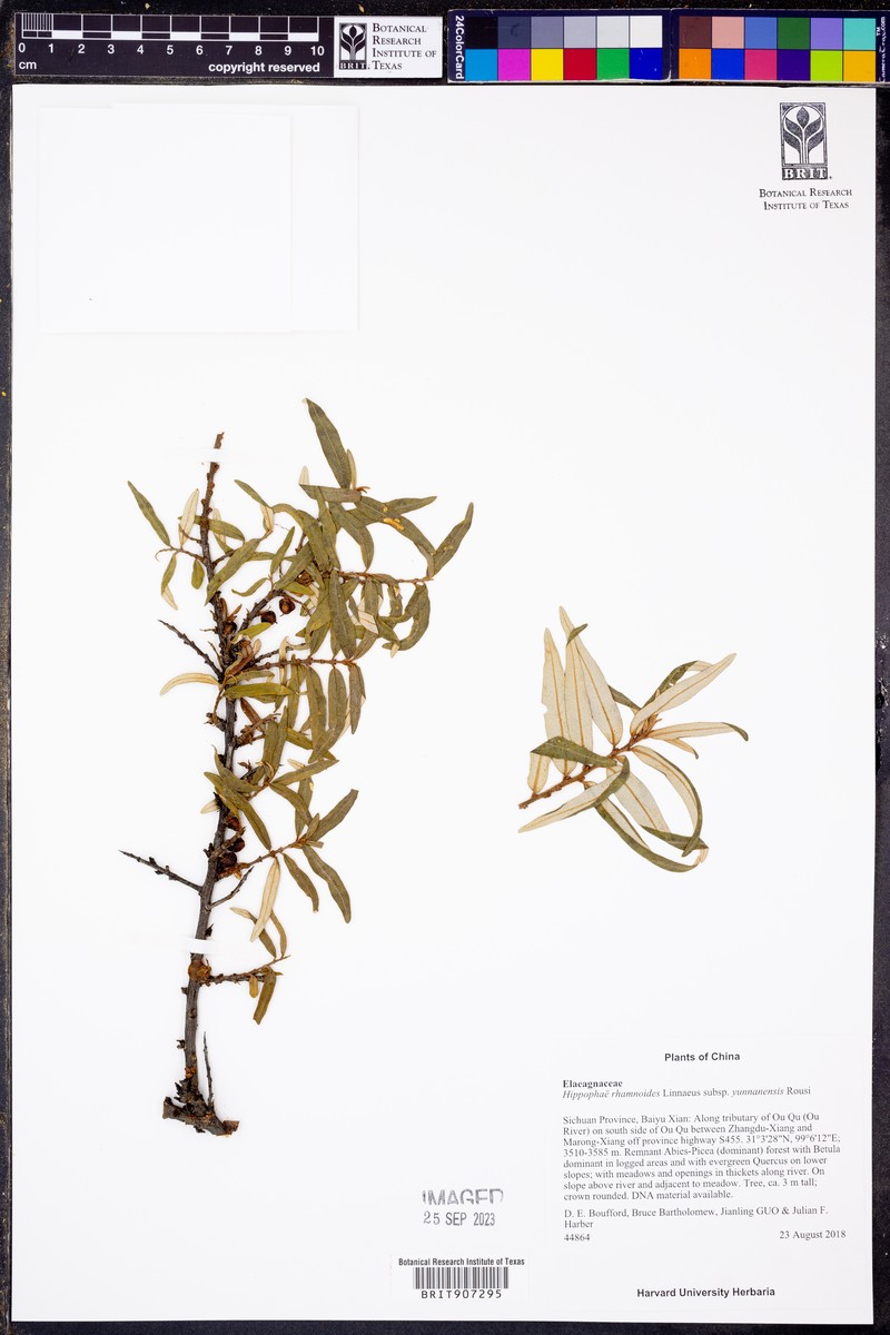 Hippophae rhamnoides subsp. yunnanensis photo 2