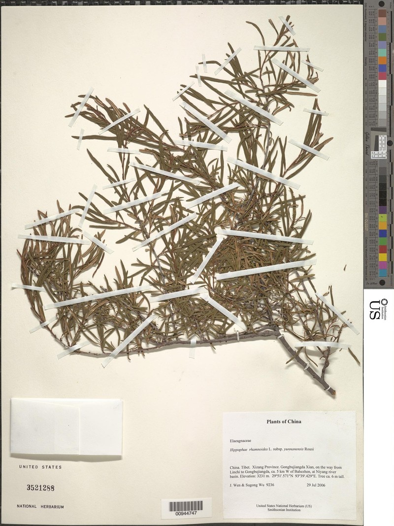 Hippophae rhamnoides subsp. yunnanensis photo 3
