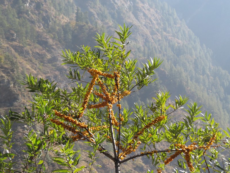 Hippophae salicifolia