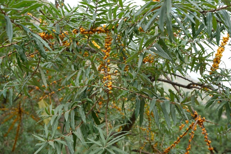 Hippophae salicifolia photo 2