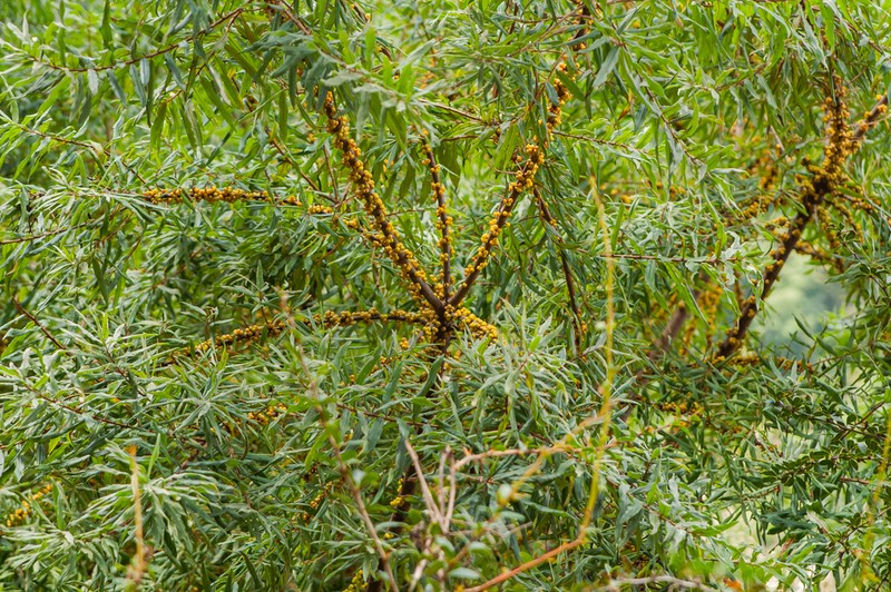 Hippophae salicifolia photo 3